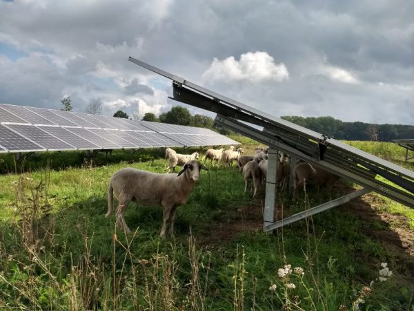 Utrechtse natuur- en milieuorganisaties: 'Pas duurzame energie zorgvuldig in'