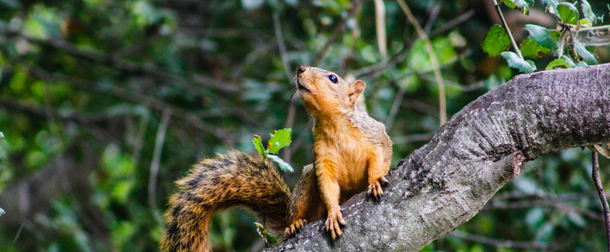5 tips voor een eekhoornvriendelijke tuin
