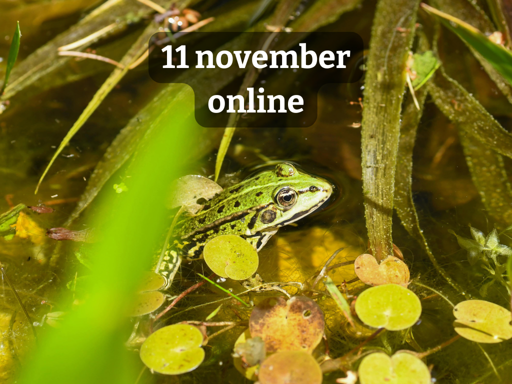 Online webinar: Word waterwijs in jouw Heuvelrugtuin | bewoners Utrechtse Heuvelrug