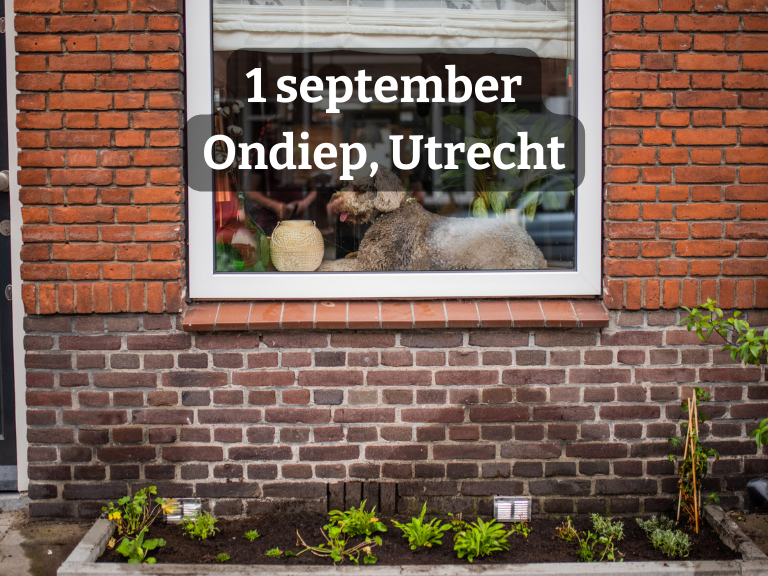 Geveltuinworkshop | voor inwoners Ondiep & Zuilen Utrecht