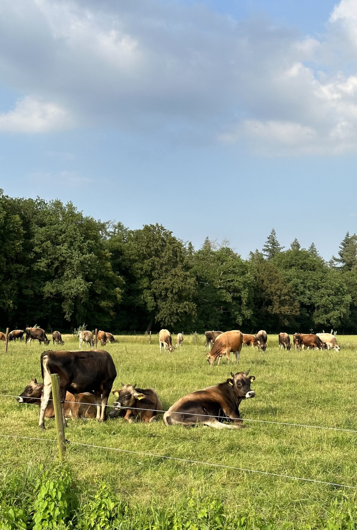 Boerderij Eyckenstein: een jaar van herstel en groei met Boer&Buur met Natuur